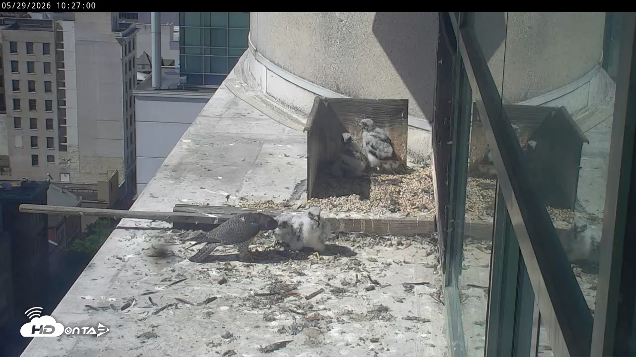 Snapshot of PA Peregrine Falcon Cam Live Webcam taken May 29, 2026, 10:21am EDT