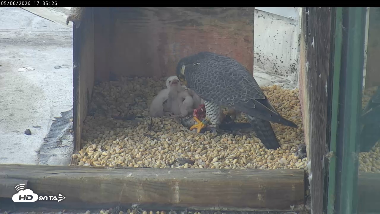 Snapshot of PA Peregrine Falcon Cam Live Webcam taken May 6, 2026, 5:28pm EDT