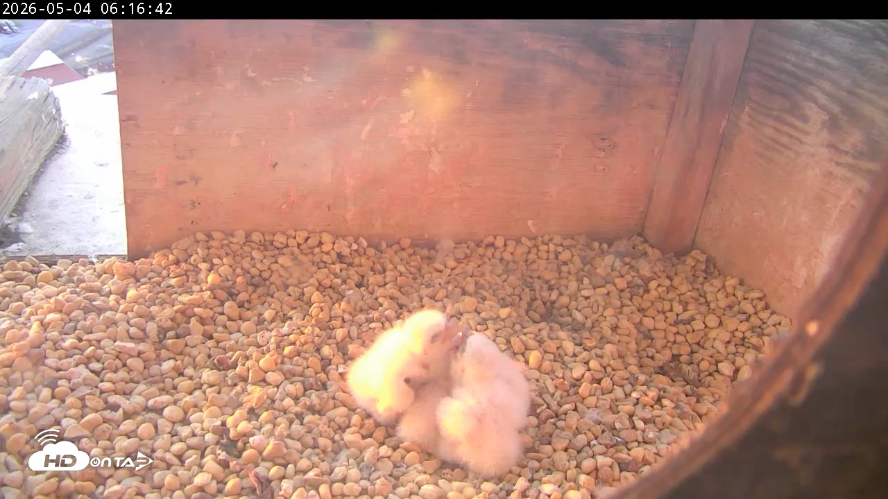 Snapshot of PA Peregrine Falcon Cam Live Webcam taken May 4, 2026, 6:09am EDT
