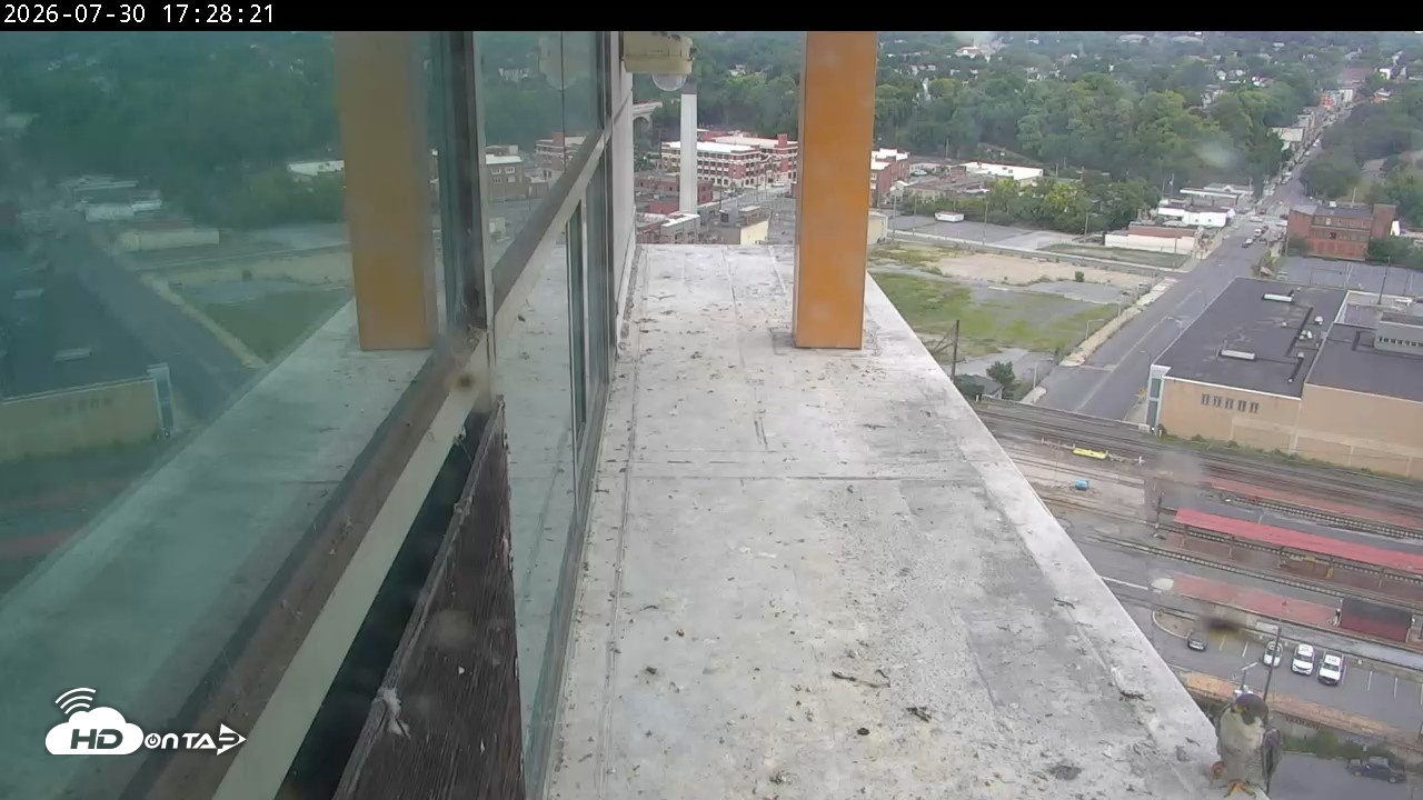 Snapshot of PA Peregrine Falcon Cam Live Webcam taken Jul 30, 2026, 5:40pm EDT