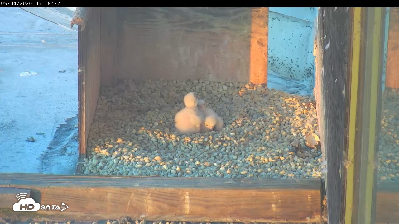 Snapshot of PA Peregrine Falcon Cam Live Webcam taken May 4, 2026, 6:11am EDT