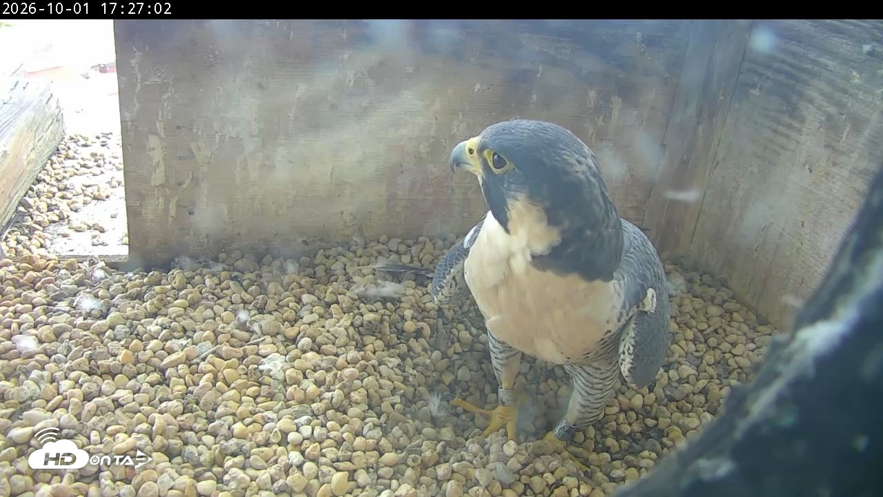 Snapshot of PA Peregrine Falcon Cam Live Webcam taken Oct 1, 2026, 5:22pm EDT