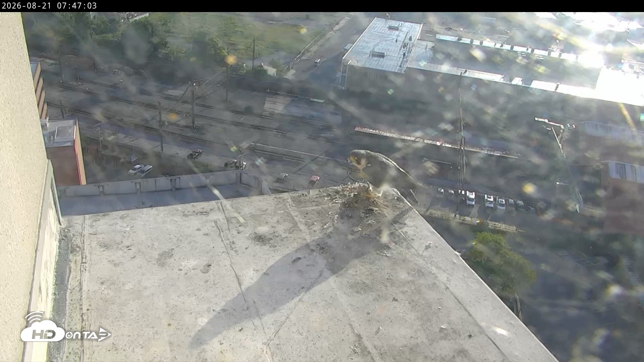 Snapshot of PA Peregrine Falcon Cam Live Webcam taken Aug 21, 2026, 7:37am EDT
