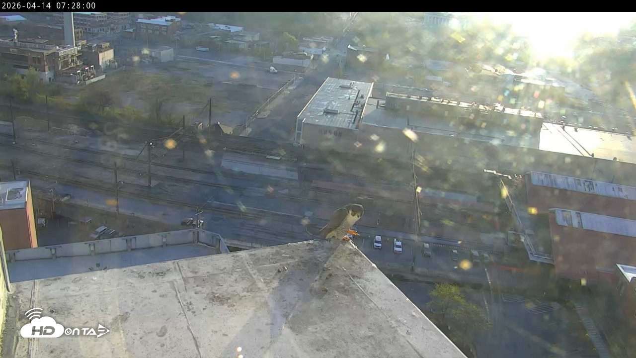 Snapshot of PA Peregrine Falcon Cam Live Webcam taken Apr 14, 2026, 7:15am EDT