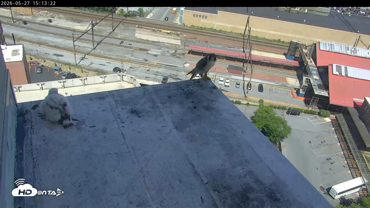 Snapshot of PA Peregrine Falcon Cam Live Webcam taken May 27, 2026, 3:02pm EDT