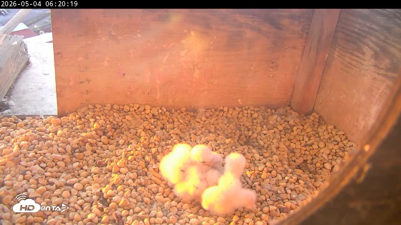 Snapshot of PA Peregrine Falcon Cam Live Webcam taken May 4, 2026, 6:12am EDT