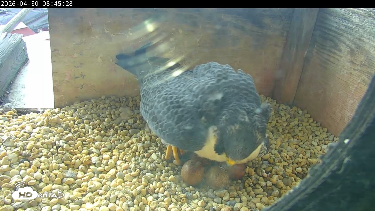 Snapshot of PA Peregrine Falcon Cam Live Webcam taken Apr 30, 2026, 8:37am EDT