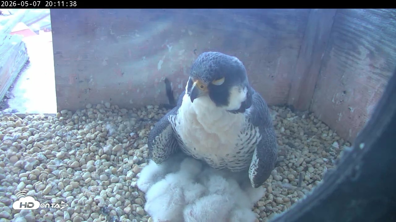 Snapshot of PA Peregrine Falcon Cam Live Webcam taken May 7, 2026, 8:04pm EDT
