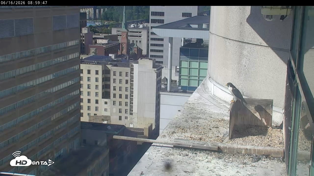 Snapshot of PA Peregrine Falcon Cam Live Webcam taken Jun 16, 2026, 8:54am EDT