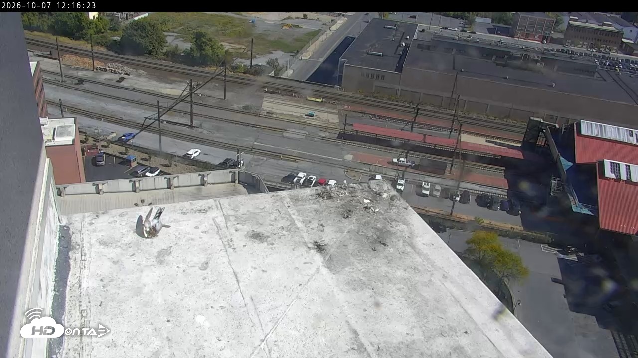 Snapshot of PA Peregrine Falcon Cam Live Webcam taken Oct 7, 2026, 12:10pm EDT