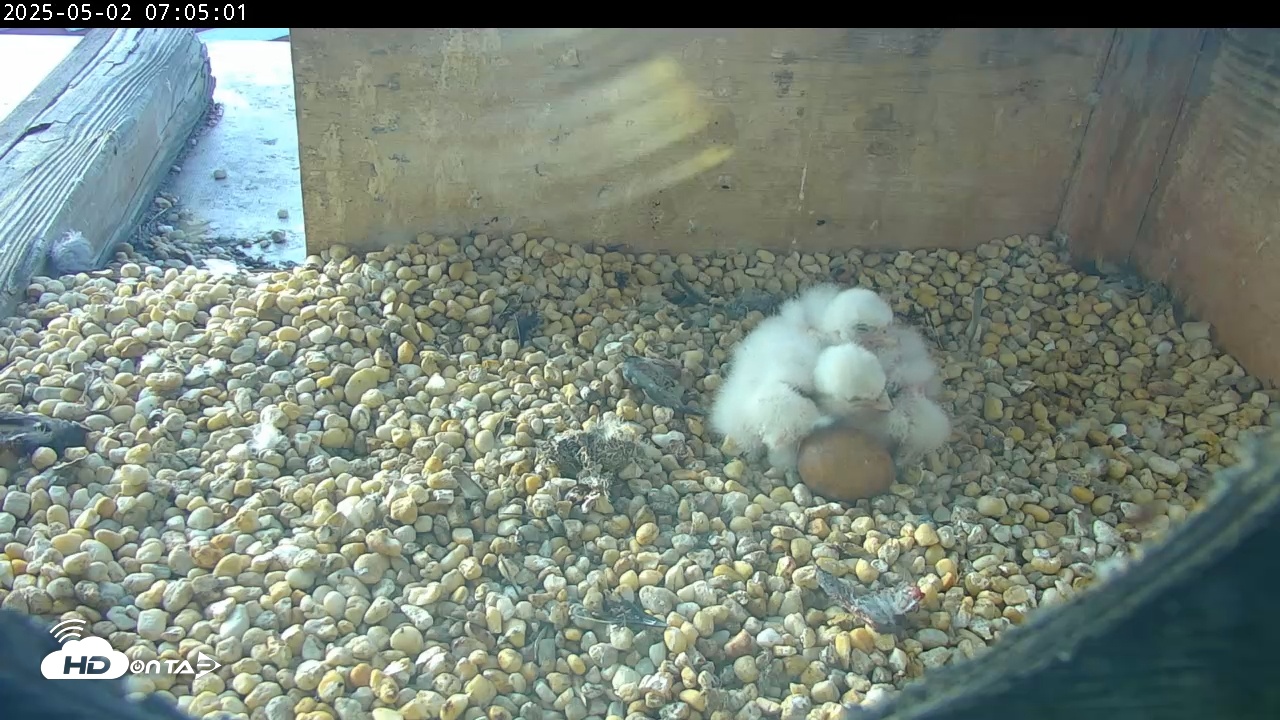 Snapshot of PA Peregrine Falcon Cam Live Webcam taken May 2, 2025, 7:04am EDT