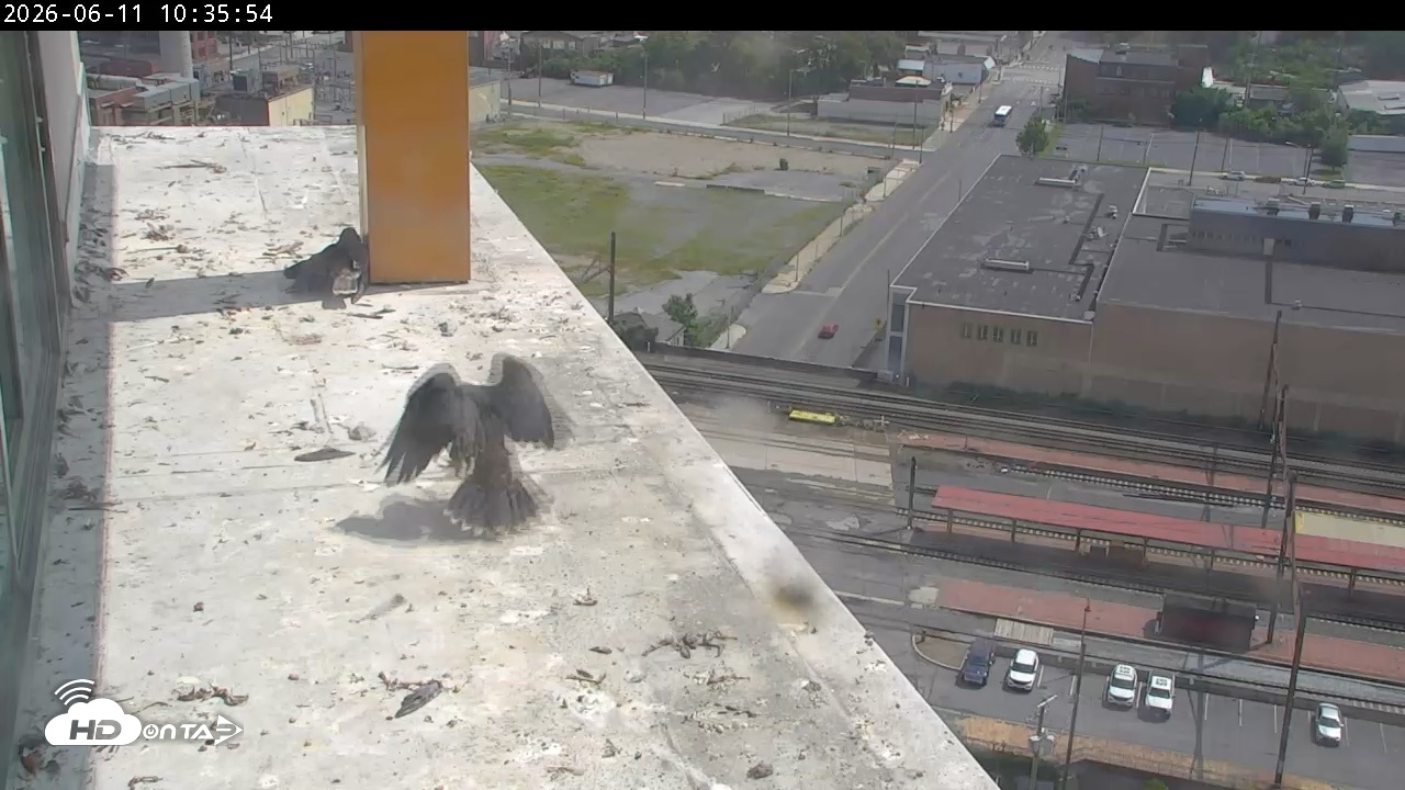 Snapshot of PA Peregrine Falcon Cam Live Webcam taken Jun 11, 2026, 10:48am EDT