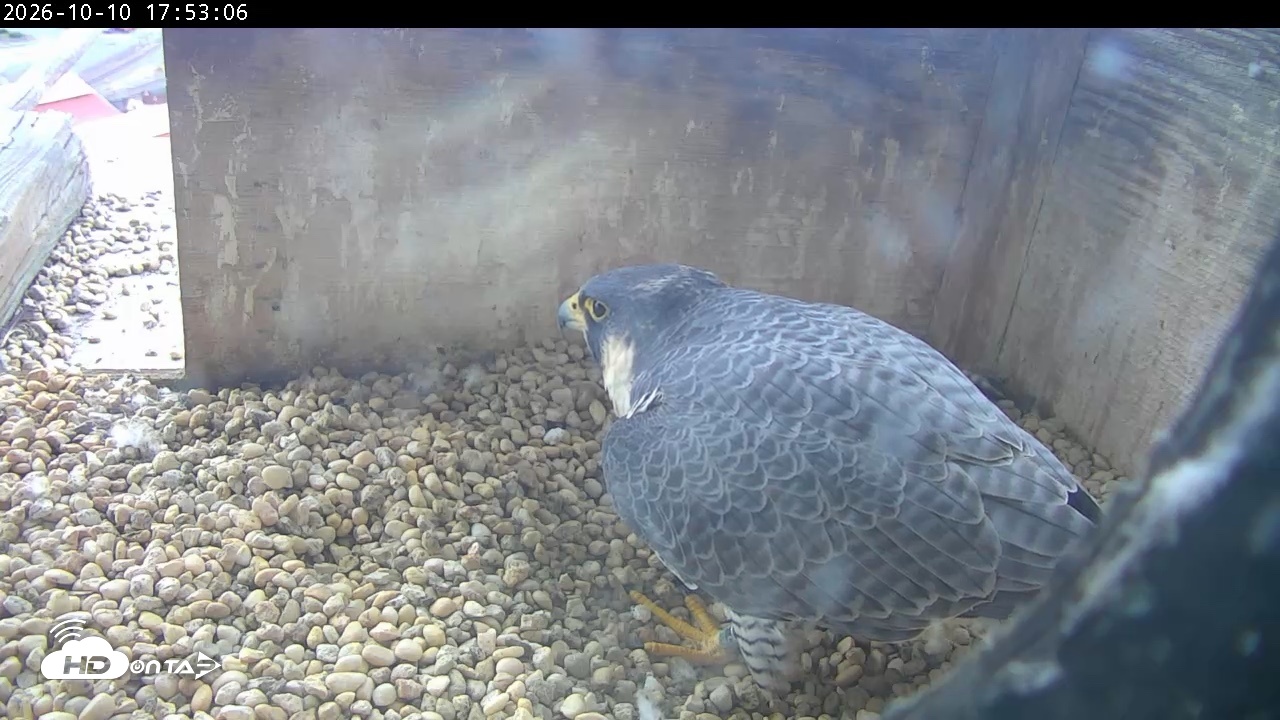 Snapshot of PA Peregrine Falcon Cam Live Webcam taken Oct 10, 2026, 5:49pm EDT