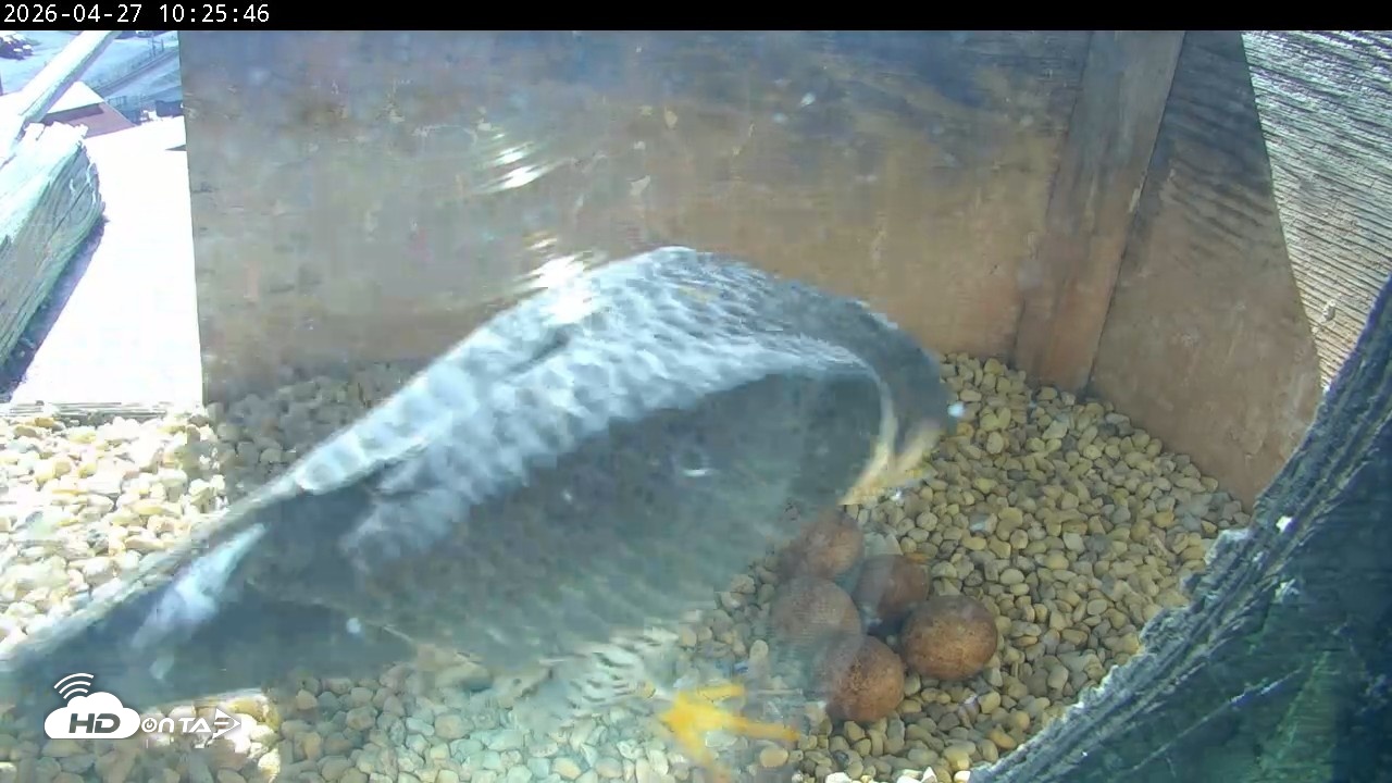 Snapshot of PA Peregrine Falcon Cam Live Webcam taken Apr 27, 2026, 10:17am EDT