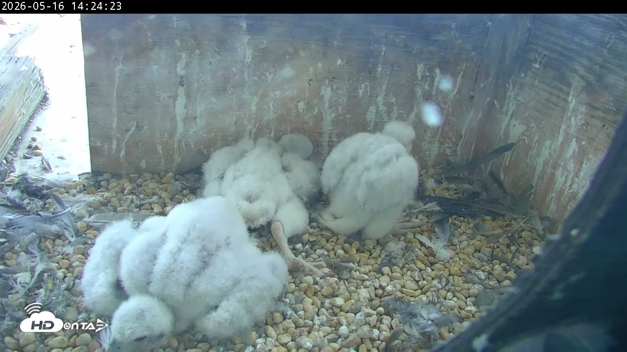 Snapshot of PA Peregrine Falcon Cam Live Webcam taken May 16, 2026, 2:17pm EDT