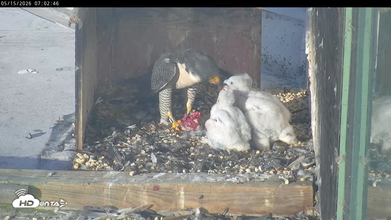 Snapshot of PA Peregrine Falcon Cam Live Webcam taken May 15, 2026, 6:56am EDT