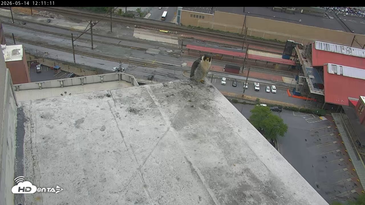 Snapshot of PA Peregrine Falcon Cam Live Webcam taken May 14, 2026, 11:59am EDT