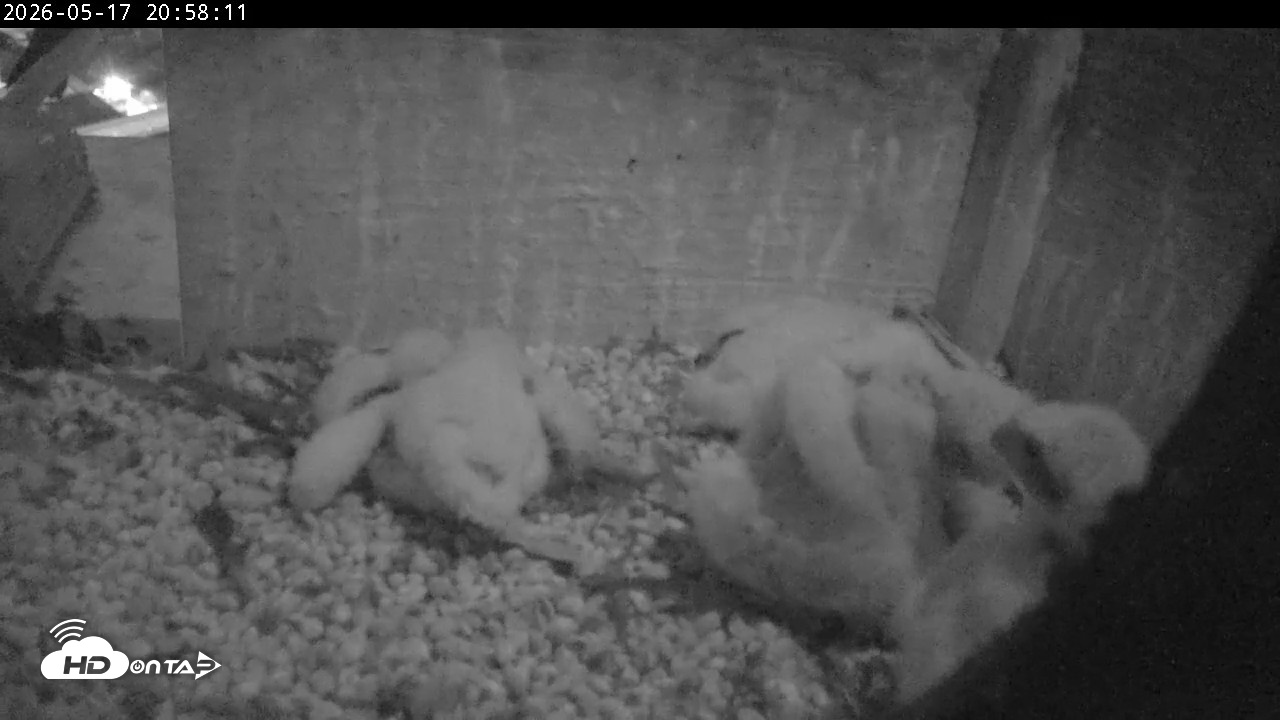 Snapshot of PA Peregrine Falcon Cam Live Webcam taken May 17, 2026, 8:51pm EDT