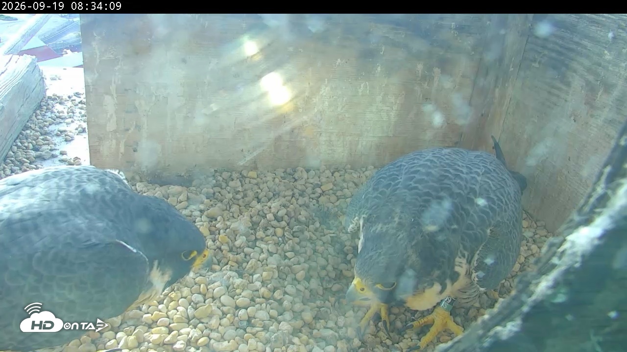 Snapshot of PA Peregrine Falcon Cam Live Webcam taken Sep 19, 2026, 8:29am EDT