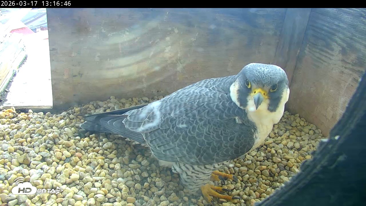 Snapshot of PA Peregrine Falcon Cam Live Webcam taken Mar 17, 2026, 1:08pm EDT