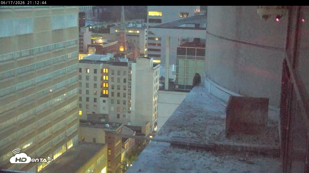 Snapshot of PA Peregrine Falcon Cam Live Webcam taken Jun 17, 2026, 9:07pm EDT