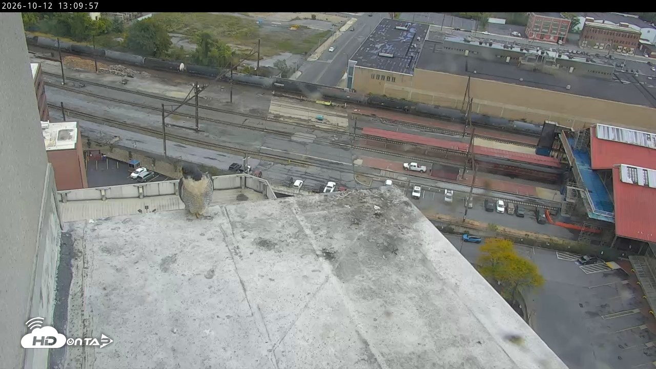 Snapshot of PA Peregrine Falcon Cam Live Webcam taken Oct 12, 2026, 1:04pm EDT