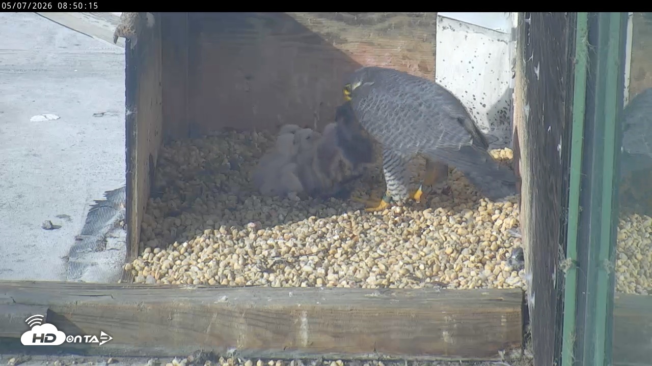 Snapshot of PA Peregrine Falcon Cam Live Webcam taken May 7, 2026, 8:43am EDT
