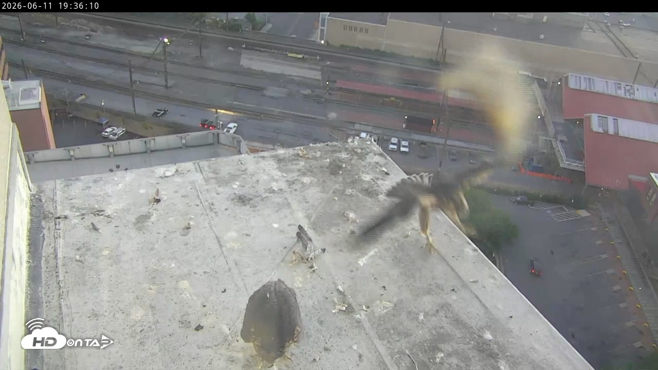 Snapshot of PA Peregrine Falcon Cam Live Webcam taken Jun 11, 2026, 7:26pm EDT
