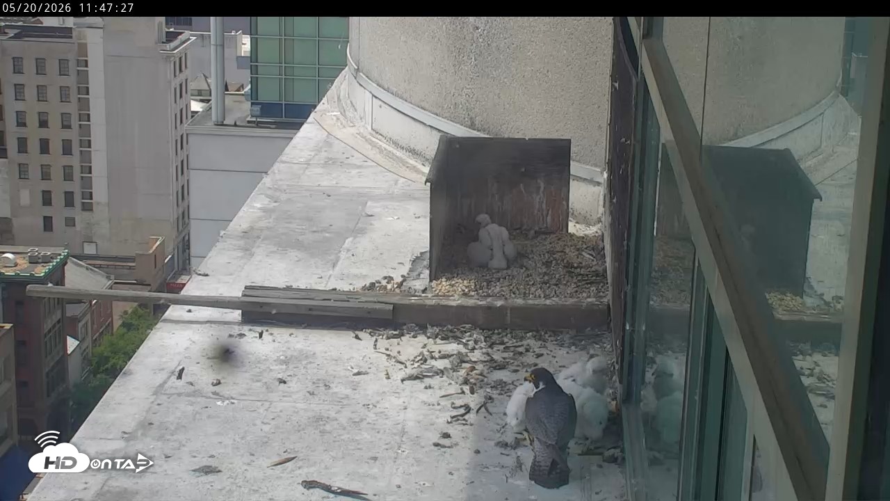 Snapshot of PA Peregrine Falcon Cam Live Webcam taken May 20, 2026, 11:41am EDT