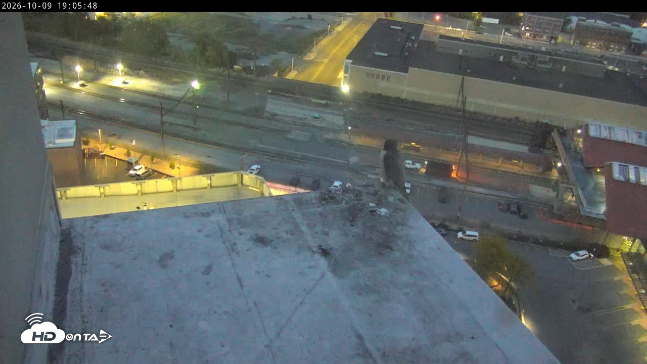 Snapshot of PA Peregrine Falcon Cam Live Webcam taken Oct 9, 2026, 6:59pm EDT