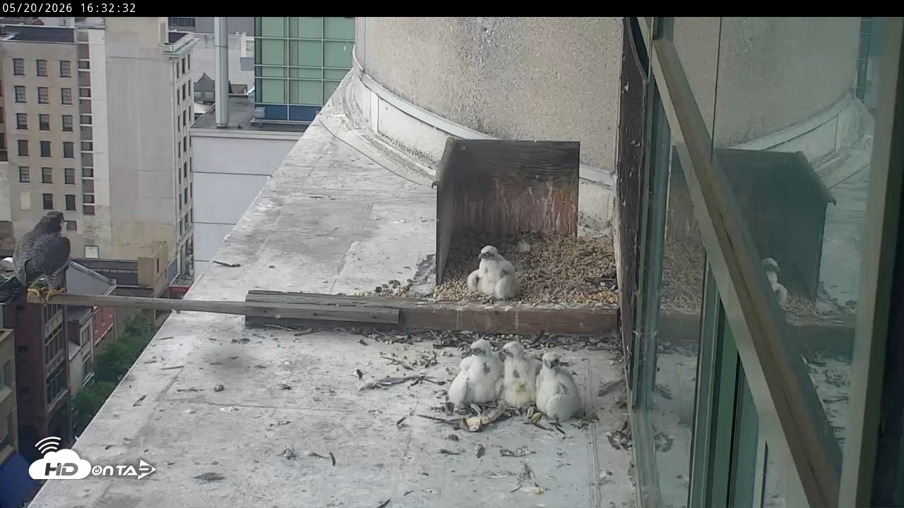 Snapshot of PA Peregrine Falcon Cam Live Webcam taken May 20, 2026, 4:26pm EDT