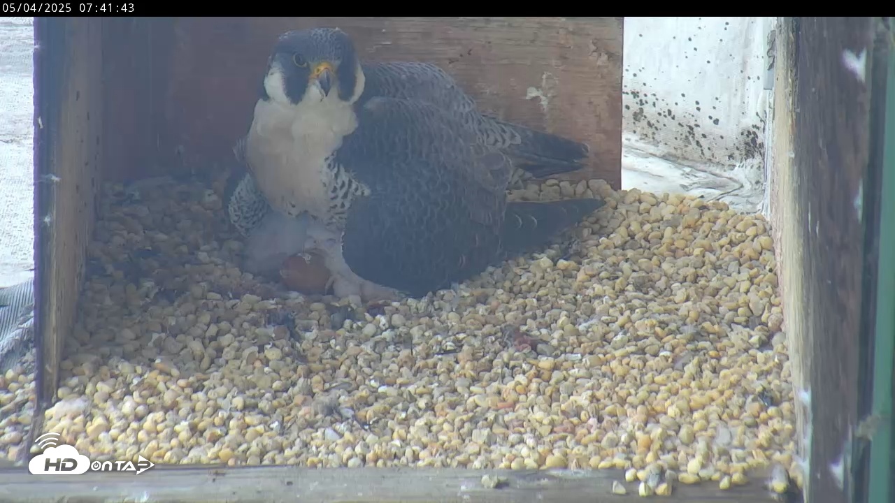 Snapshot of PA Peregrine Falcon Cam taken May 4, 2025, 7:38am EDT