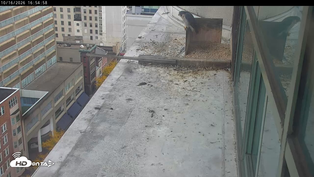 Snapshot of PA Peregrine Falcon Cam Live Webcam taken Oct 16, 2026, 4:52pm EDT