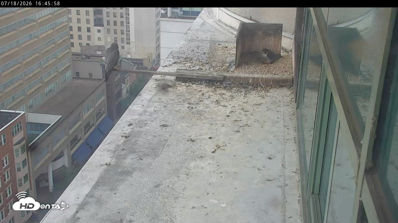 Snapshot of PA Peregrine Falcon Cam Live Webcam taken Jul 18, 2026, 4:39pm EDT