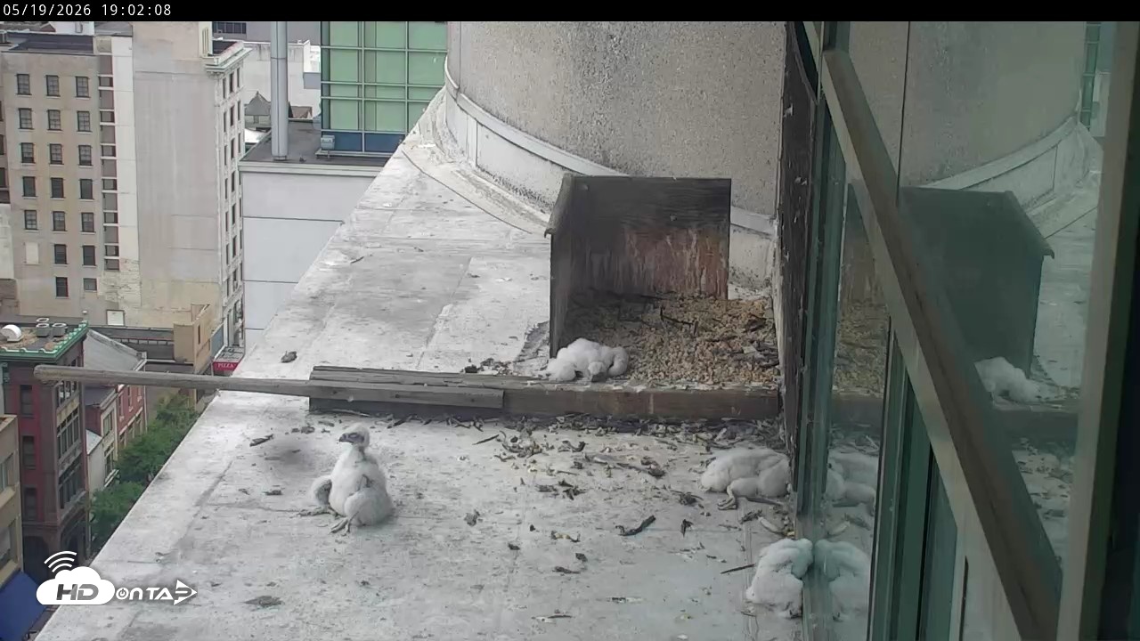 Snapshot of PA Peregrine Falcon Cam Live Webcam taken May 19, 2026, 6:56pm EDT