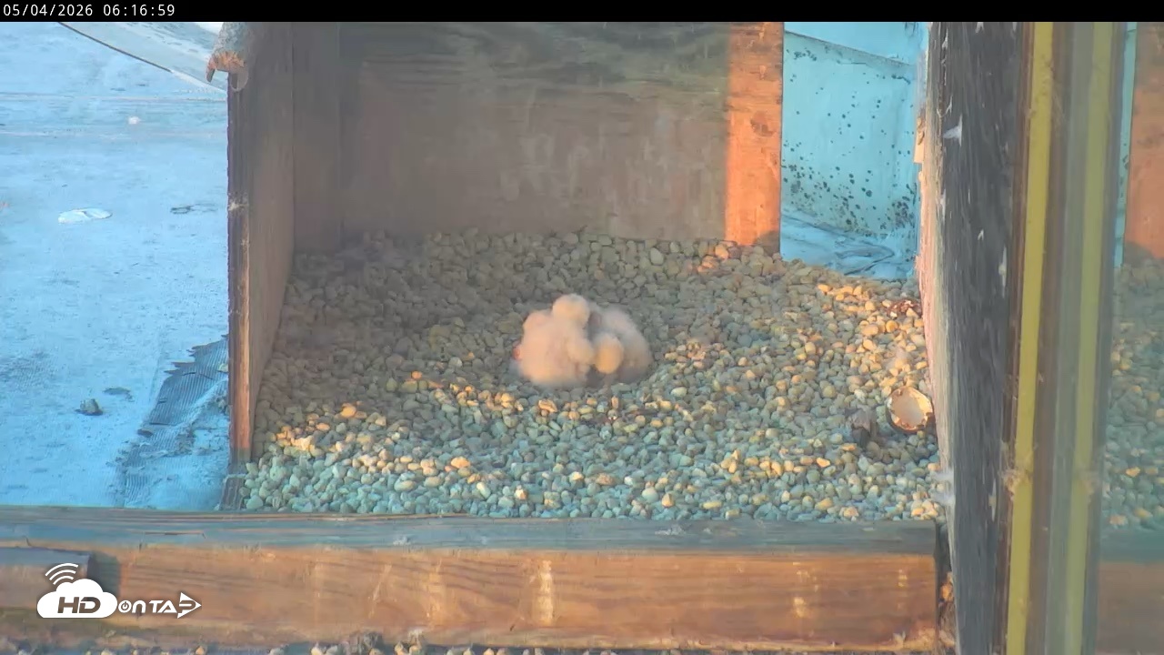 Snapshot of PA Peregrine Falcon Cam Live Webcam taken May 4, 2026, 6:09am EDT