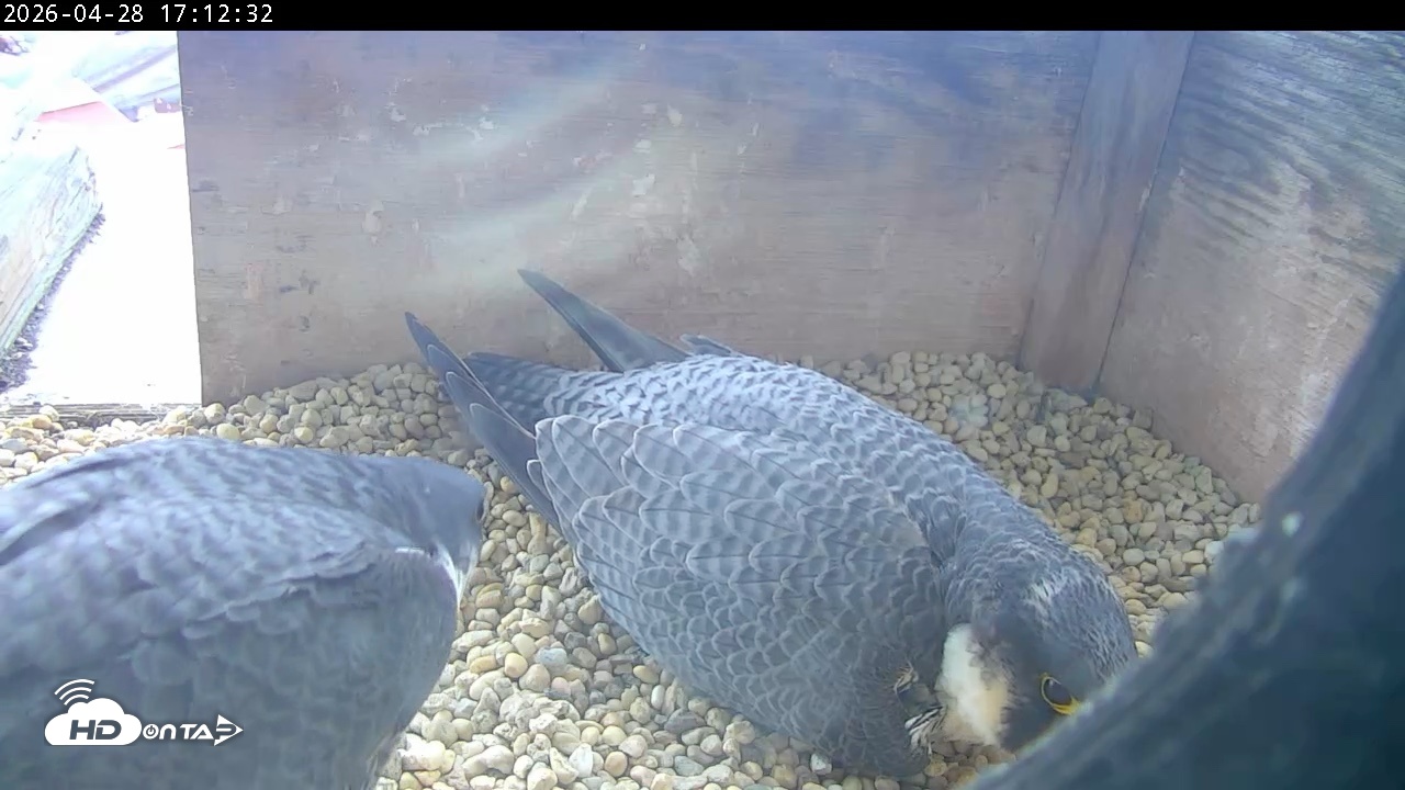 Snapshot of PA Peregrine Falcon Cam Live Webcam taken Apr 28, 2026, 5:04pm EDT