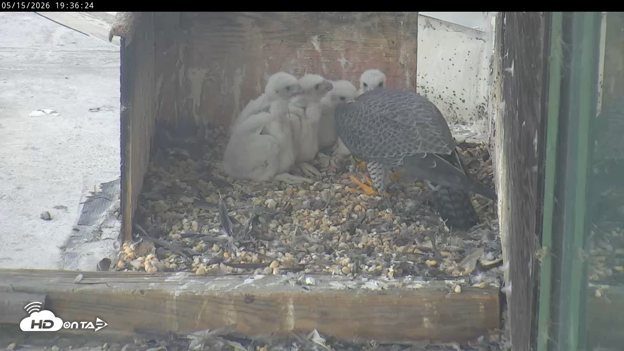 Snapshot of PA Peregrine Falcon Cam Live Webcam taken May 15, 2026, 7:29pm EDT