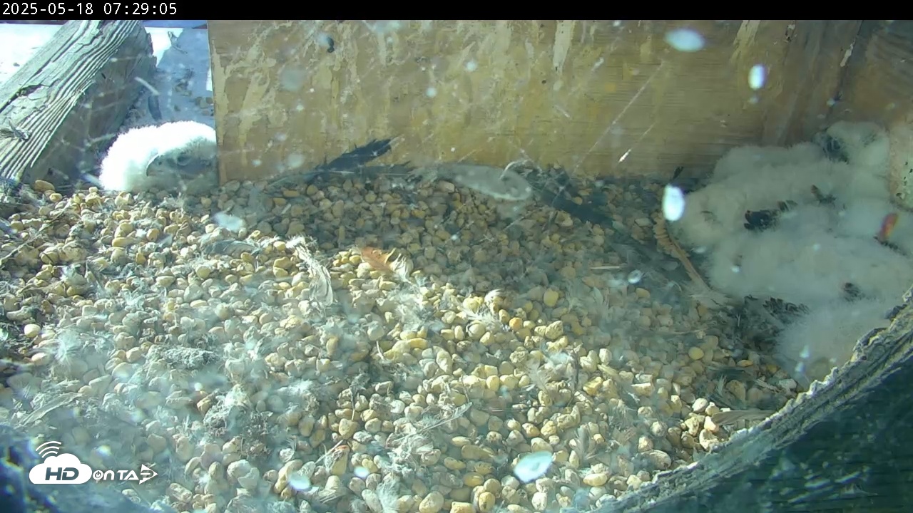 Snapshot of PA Peregrine Falcon Cam Live Webcam taken May 18, 2025, 7:29am EDT