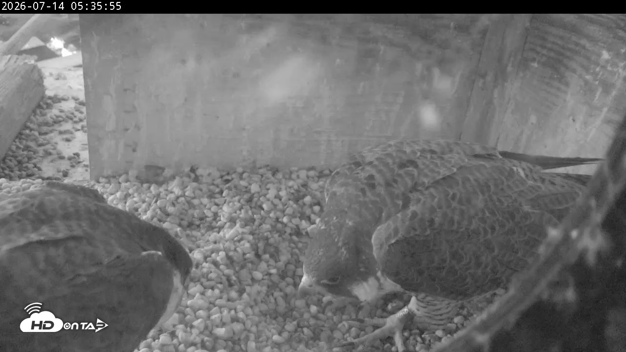 Snapshot of PA Peregrine Falcon Cam Live Webcam taken Jul 14, 2026, 5:27am EDT