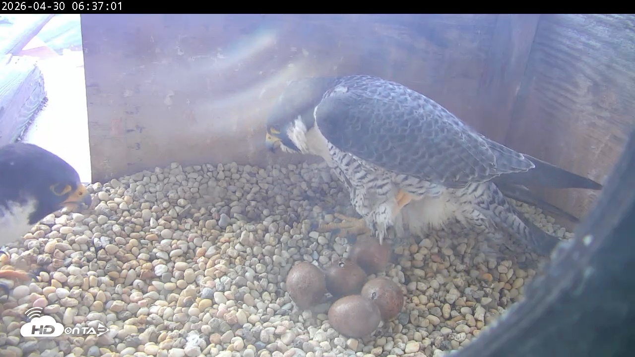 Snapshot of PA Peregrine Falcon Cam Live Webcam taken Apr 30, 2026, 6:29am EDT