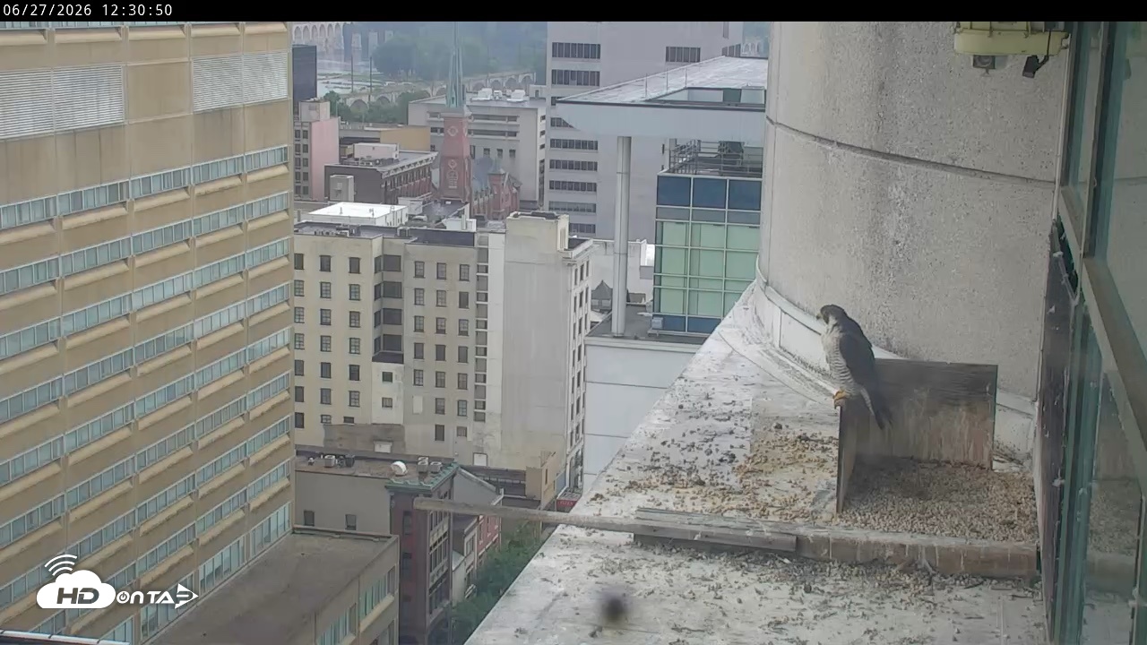 Snapshot of PA Peregrine Falcon Cam Live Webcam taken Jun 27, 2026, 12:26pm EDT