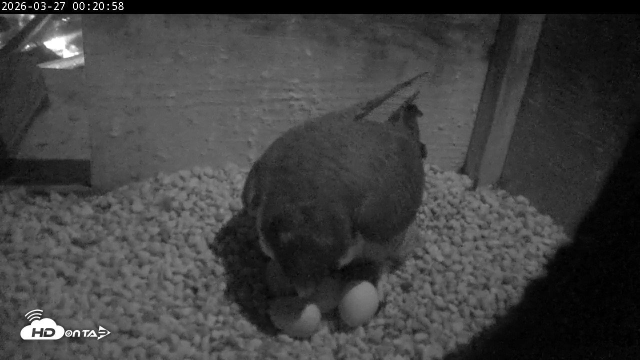 Snapshot of PA Peregrine Falcon Cam Live Webcam taken Mar 27, 2026, 12:13am EDT