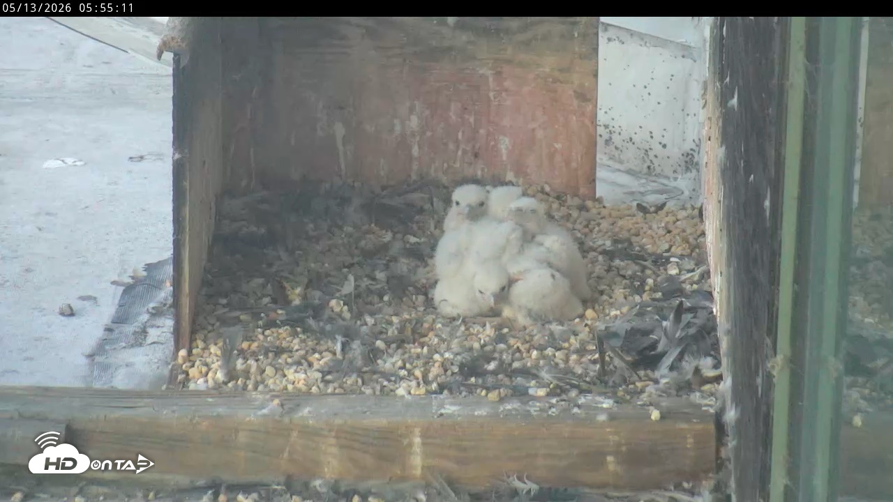 Snapshot of PA Peregrine Falcon Cam Live Webcam taken May 13, 2026, 5:48am EDT