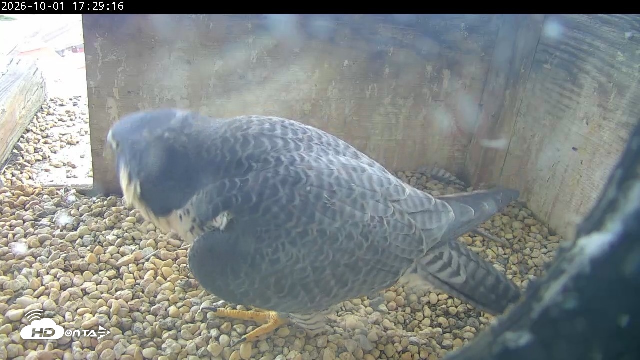 Snapshot of PA Peregrine Falcon Cam Live Webcam taken Oct 1, 2026, 5:25pm EDT