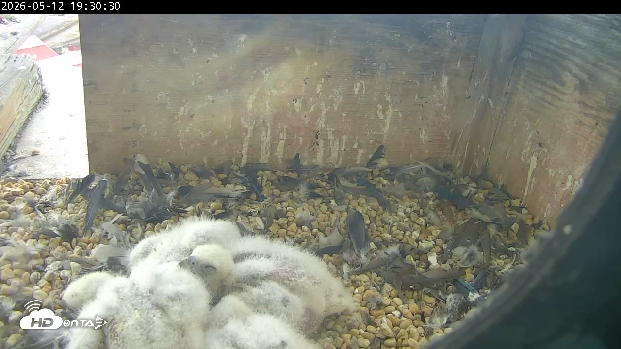 Snapshot of PA Peregrine Falcon Cam Live Webcam taken May 12, 2026, 7:23pm EDT