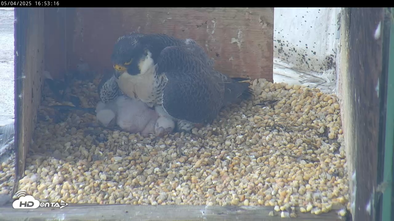 Snapshot of PA Peregrine Falcon Cam taken May 4, 2025, 4:50pm EDT