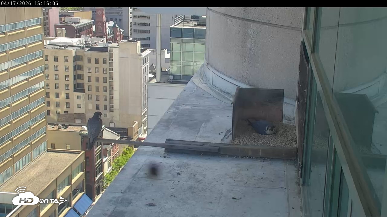Snapshot of PA Peregrine Falcon Cam Live Webcam taken Apr 17, 2026, 3:07pm EDT