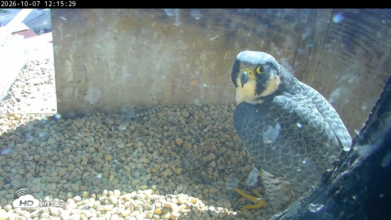 Snapshot of PA Peregrine Falcon Cam Live Webcam taken Oct 7, 2026, 12:11pm EDT