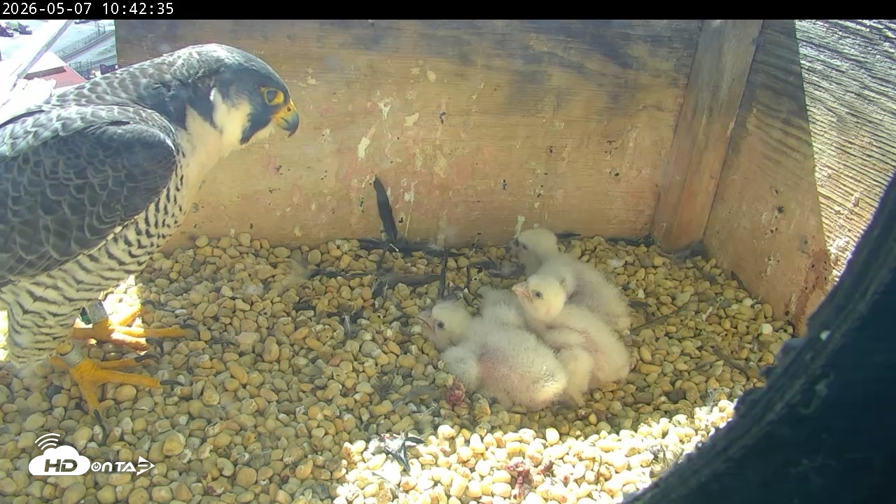 Snapshot of PA Peregrine Falcon Cam Live Webcam taken May 7, 2026, 10:35am EDT